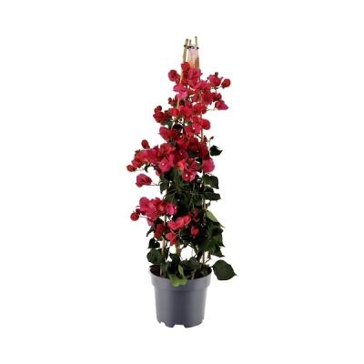 Bougainvillea piramide rood