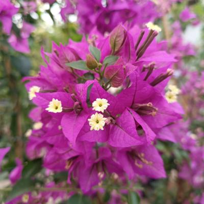 Bougainvillea 'Sanderiana'