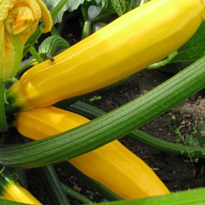 Gele Courgette - Courgette jaune  'Gold Rush' F1