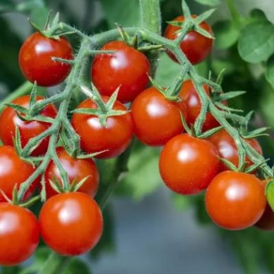 Cherrytomaat - Tomate apéritif