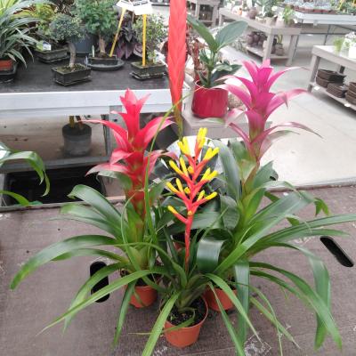 Bromelia Mix Exclusief