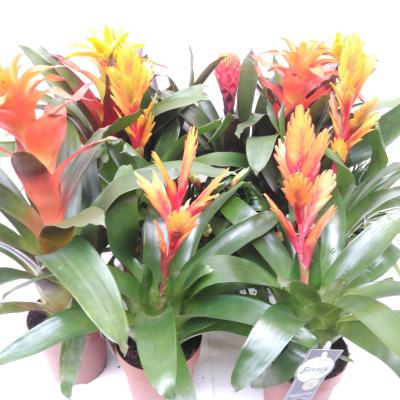 Bromelia Orange Family