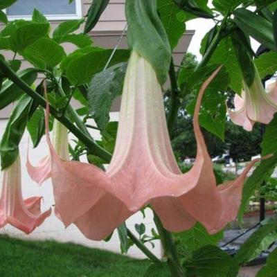 Brugmansia roze 'Pink Busch'