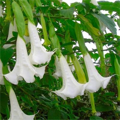 Brugmansia 'White bush'
