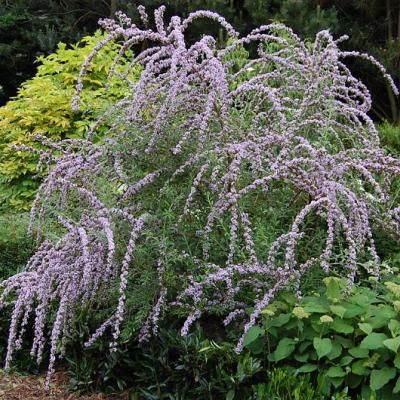 Buddleja alternifolia
