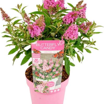 Buddleja 'Butterfly Candy'® Mix