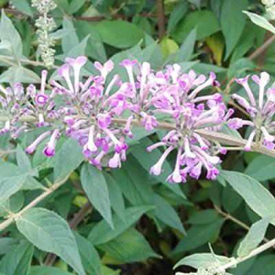 Buddleja dav. 'Argus Velvet'  ® 