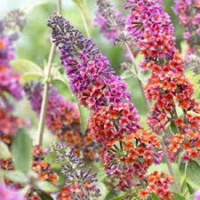 Buddleja w. 'Flower Power'