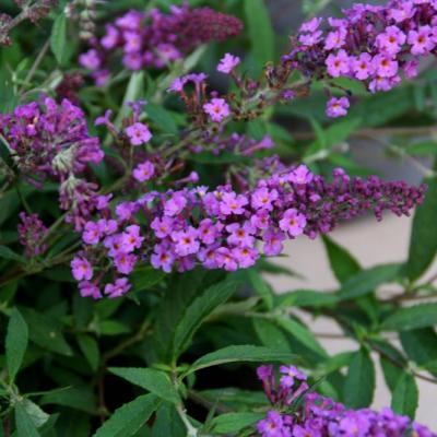 Buddleja 'Free Petit'® Mix