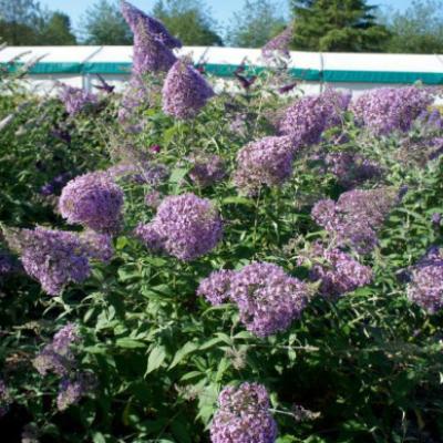 Buddleja dav. 'Gulliver'