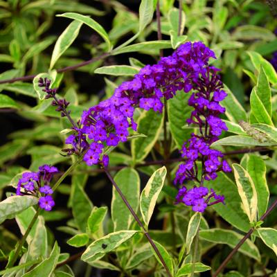 Buddleja dav. 'Harlequin'