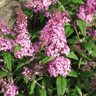 Buddleja dav. 'Pink Delight'