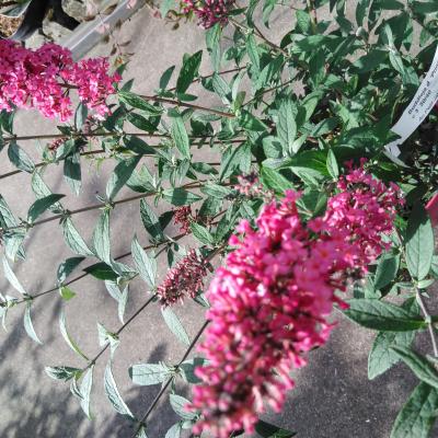 Buddleja dav. 'Prince Charming'®