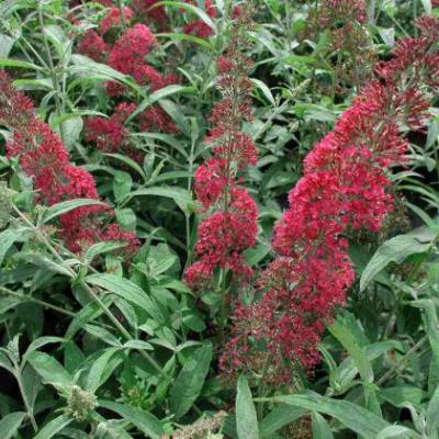 Buddleja dav. 'Royal Red'