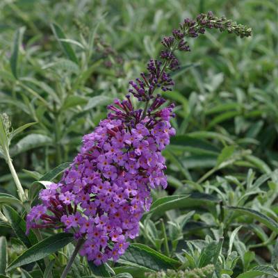 Buddleja dav. 'Sophie' ®