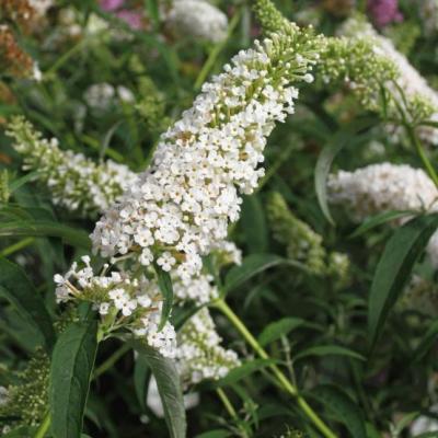 Buddleja dav. 'White Profusion'