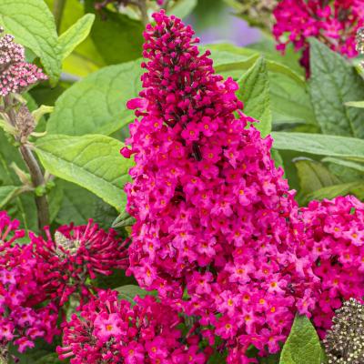 Buddleja 'B.C.® Little Ruby'