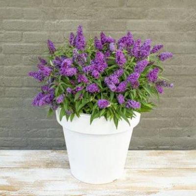 Buddleja 'Little Purple'®