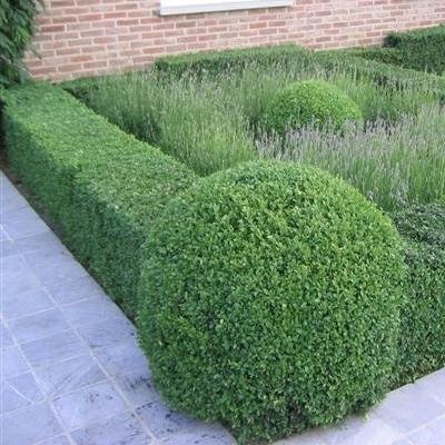 Buxus sempervirens bol Ø20cm 