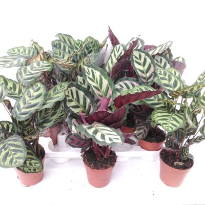 Calathea Angela