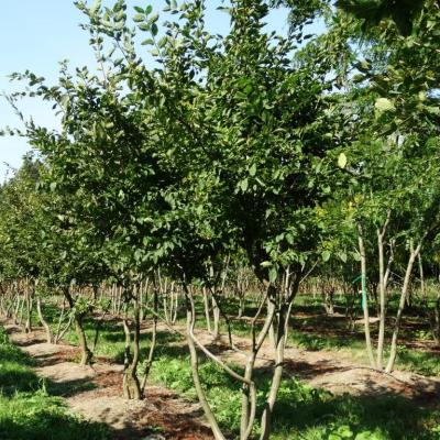 Carpinus betulus LEI   HO 10/12