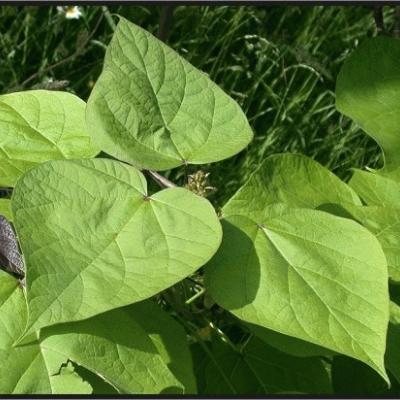 Catalpa bignonioides  