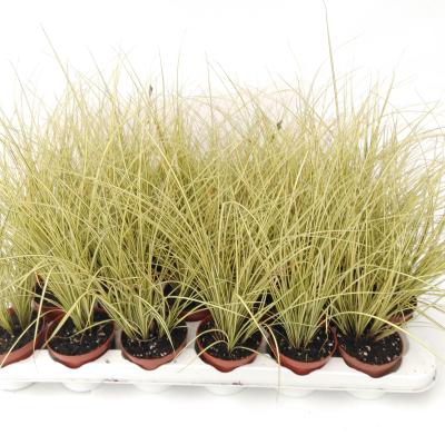 Carex brunnea Jenneke