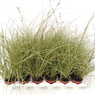 Carex brunnea 'Jubilo'