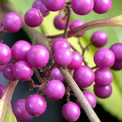 Callicarpa bod. 'Profusion'