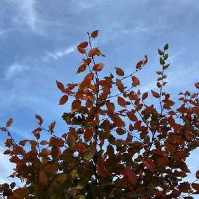 Carpinus betulus 'Rockhampton Red'