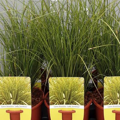 Carex brunnea 'Lady Sunshine'