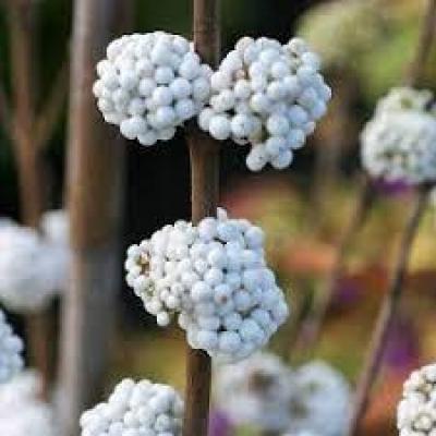 Callicarpa bod. 'Magical Snowstar'