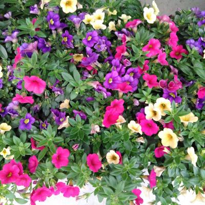 Calibrachoa 'Celebration'