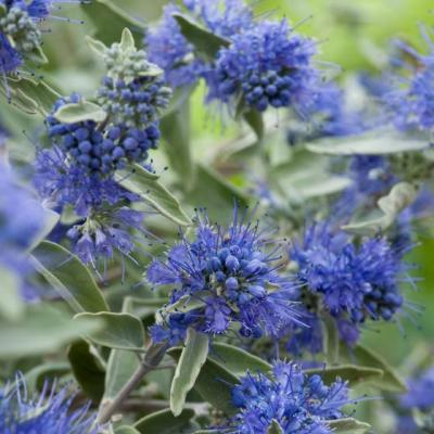 Caryopteris cla. 'Heavenly Blue'