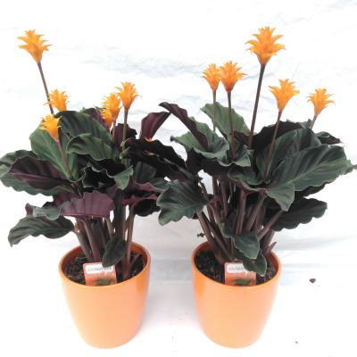 Calathea crocata  in steen pot