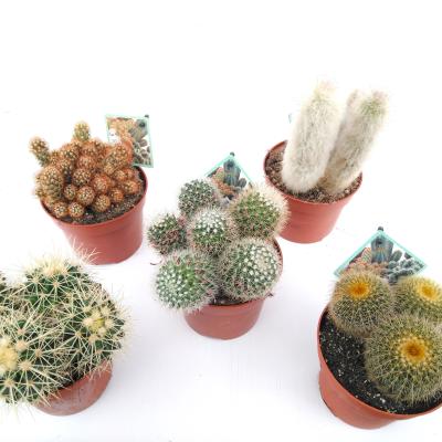 Cactus mix P 9 cm