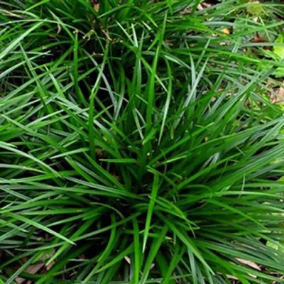 Carex foliossissima 'Irish Green'