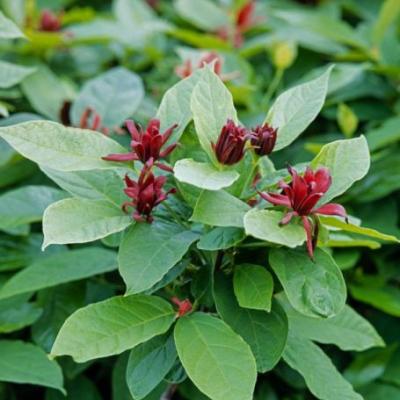 Calycanthus floridus