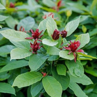 Calycanthus floridus