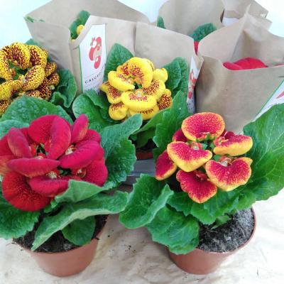 Calceolaria herbeohybrida gemengd