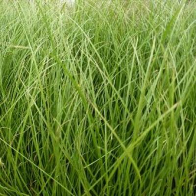 Carex howardii 'Phoenix Green'