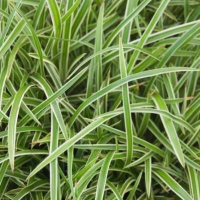 Carex morrowii 'Ice Dance'