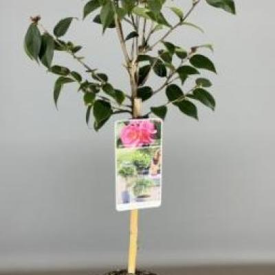 Camellia jap. 'Spring Festival'