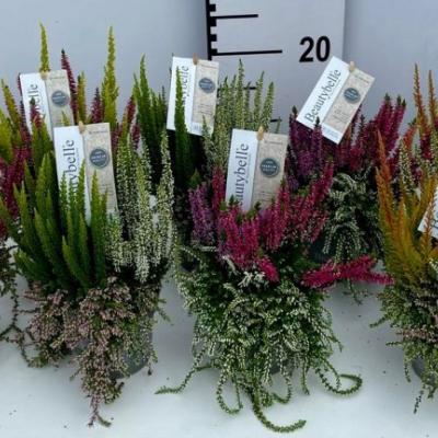 Calluna vulg. 'Beautybelle' hang
