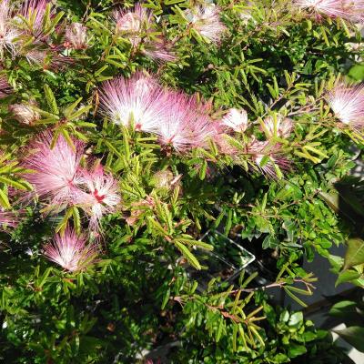 Calliandra sur. 'Dixie Pink'