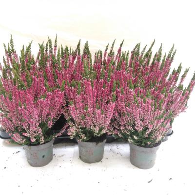 Calluna Mix Par Plateau