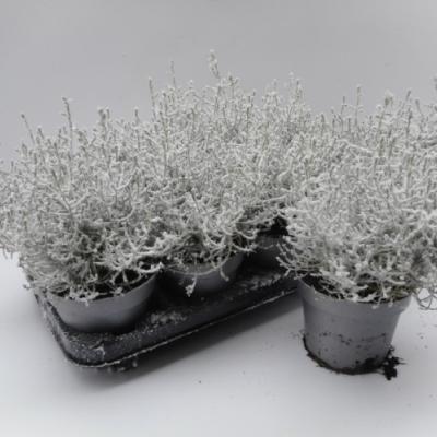 Calocephalus brownii met sneeuw