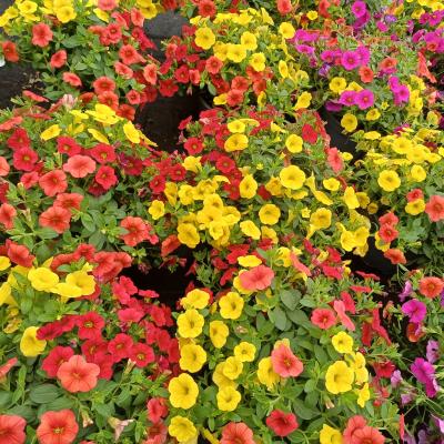 Calibrachoa tricolor - Mix