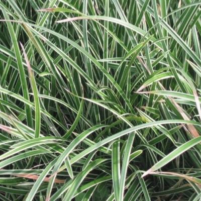 Carex morrowii 'Variegata'