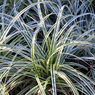 Carex osh. 'Everest'